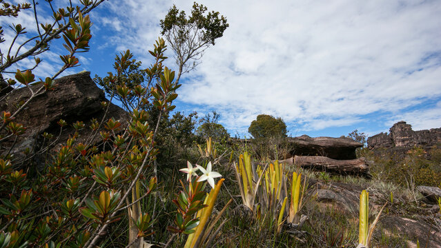 Vegetation with bromeliads (Brocchinia reducta) and Maguireothamnus speciosus flower on the plateau of the table mountain Auyan tepui, Venezuela