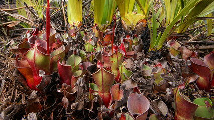 Carnivorous pitcher plant Heliamphora minor in natural vegetation on Auyan Tepui, table mountain in...