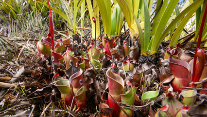 Carnivorous pitcher plant Heliamphora minor in natural habitat on Auyan Tepui, table mountain in Venezuela