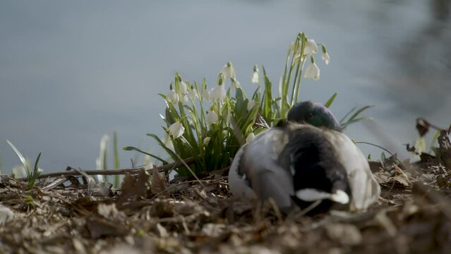 eine Ente vor Schneegl&ouml;ckchen erschrickt