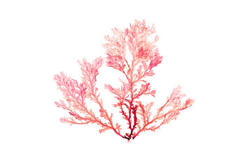 Rhodophyta seaweed or red algae branch isolated transparent png - obrazy, fototapety, plakaty