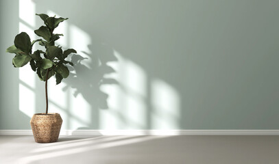 Blank pastel mint turquoise blue wall, green tropical fiddle leaf fig tree in rattan pot on gray carpet floor in sunlight for luxury interior design decoration, home appliance product background 3D © Sue Tansirimas