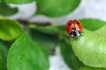 Ladybug sits on a green leaf of a tree. Insects are red-black.