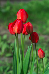 Bright red tulips with fresh green leaves. Dutch tulips bloom in the greenhouse in spring. Floral background. Mothers Day