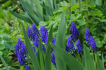 Blue hyacinths close-up, spring flowers in the garden.