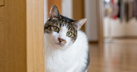 見つめる猫　キジトラ白