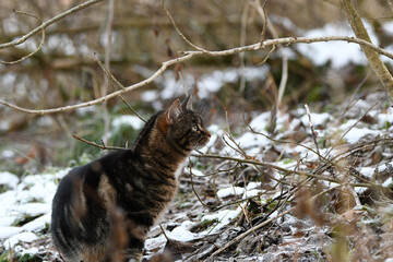 Cat outside in winter