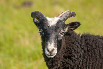 Black sheep. The Gute (Gutefår) is a landrace-based breed of domestic sheep native to the Swedish island of Gotland