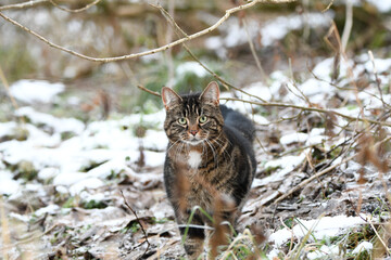 Cat outside in winter