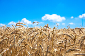 golden wheat field and sunny day
