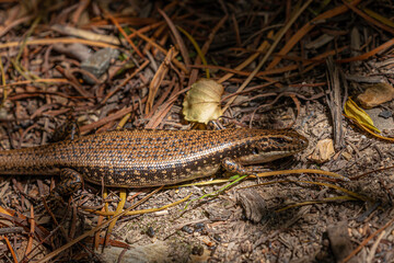 Water Skink, Narooma, NSW, December 2022