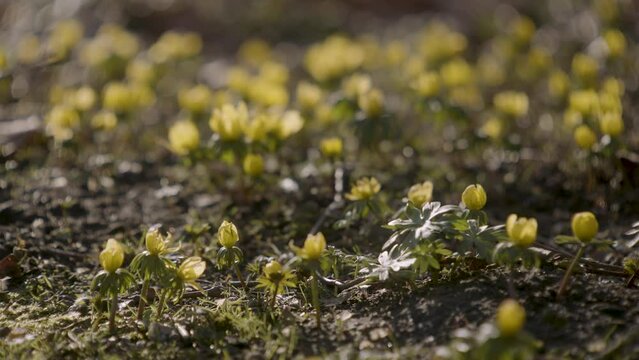 Fr&uuml;hbl&uuml;her in der Fr&uuml;hlingssonne mit leichter Brise IV