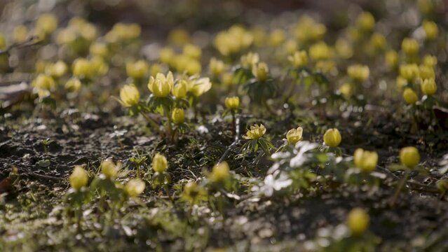 Fr&uuml;hbl&uuml;her in der Fr&uuml;hlingssonne mit leichter Brise III 