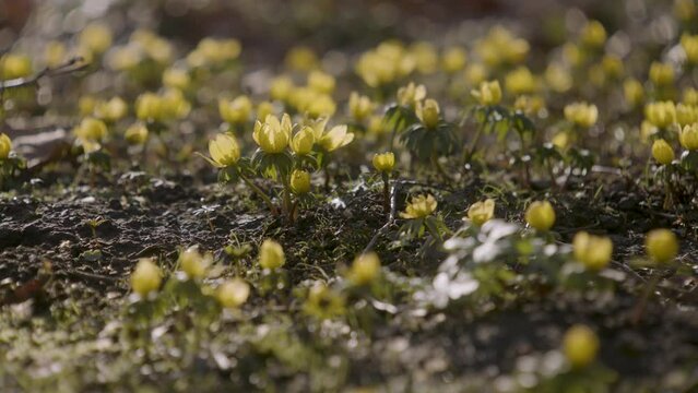 Fr&uuml;hbl&uuml;her in der Fr&uuml;hlingssonne mit leichter Brise I