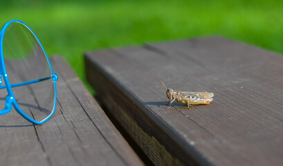 Grasshopper