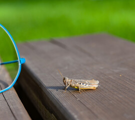 Grasshopper