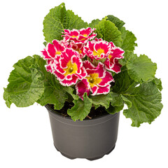 Blossoming red primrose