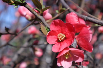 Fototapeta na wymiar Spring Flowering Trees with Pink Blossoms in a Garden, Japanese Quince, Chaenomeles Japonica, Macro