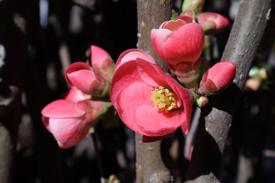 Spring Flowering Trees with Pink Blossoms in a Garden, Japanese Quince, Chaenomeles Japonica, Macro