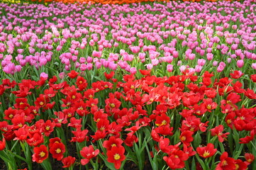 beautiful pink and red tulip in the garden