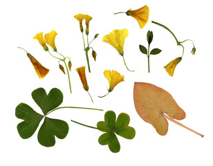 Pressed and dry Mediterranean spring flowers, leaves, isolated on white background. For floral...