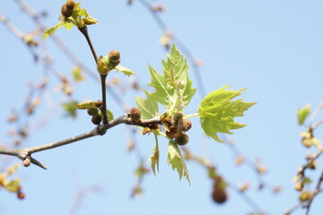 Buds of a chestnut tree in very early spring. Blue sky and chestnut twigs in the background