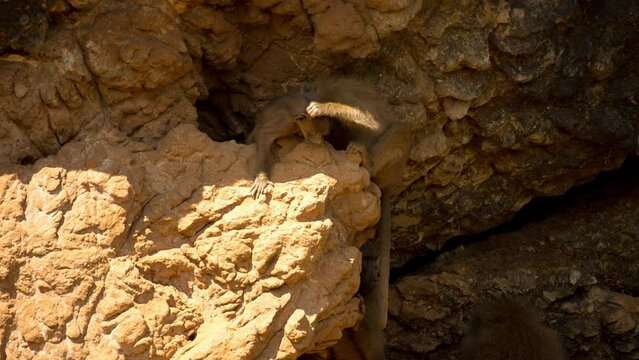 Baboons in nature setting