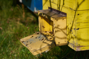 Bees flying around the hives