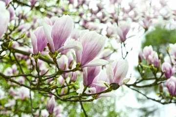 Kwiaty magnolii - 583822403