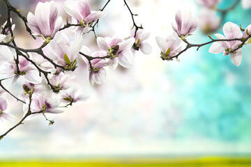 Kwiaty magnolii - 583822410