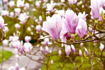 Kwiaty magnolii - 583822421