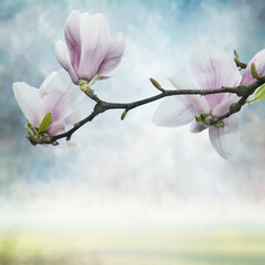 Kwiaty magnolii - 583822424