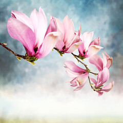 Kwiaty magnolii - 583822434