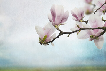 Kwiaty magnolii - 583822443