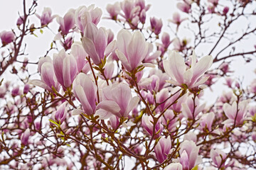 Kwiaty  magnolii - 583822465