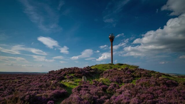 Timelapse of Danby Beacon in the North York Moors National Park, England. During the height of summer with the ling heather in full bloom and blue skies.