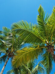 Fototapeta premium Palms