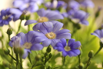 Flowers in the garden, Florist's Cineraria (Pericallis x Hybrida)