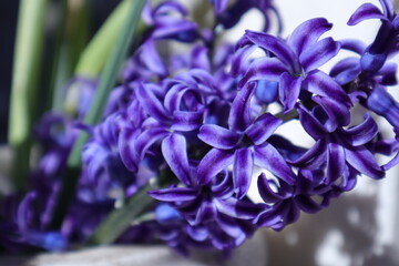 Spring Flowers in a Garden, Hyacinth