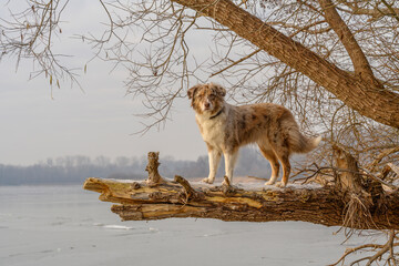 Australian Shepherd