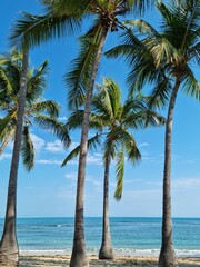 Fototapeta na wymiar Palms on a beach in Dominican Republic