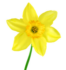 Fototapeta premium Beautiful yellow daffodil flower isolated on transparent background. Spring narcissus with copy space for Easter and spring designs.