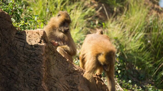Baboons in nature setting