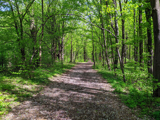 a road in a spring forest with fresh green trees