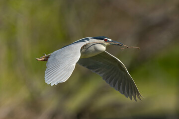 営巣を始めたゴイサギ