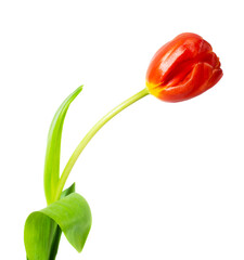 A single tulip - 583825217