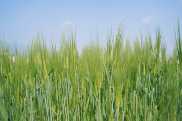 Green wheat field under blue sky
