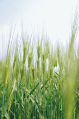 Green wheat field under blue sky