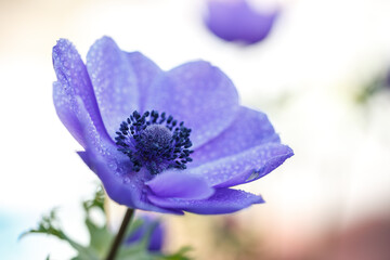 アネモネの花　春のイメージ