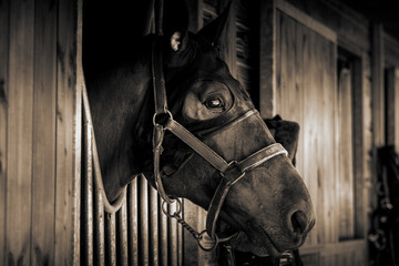 Obraz premium cheval dans box